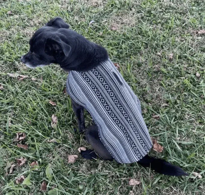 100% Hand-Woven Dog Poncho from Walking Palm