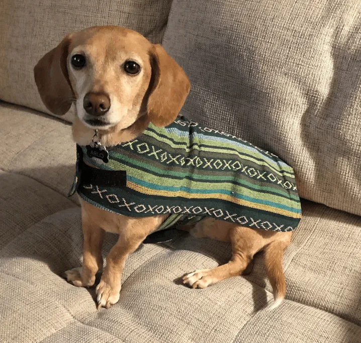 100% Hand-Woven Dog Poncho from Walking Palm